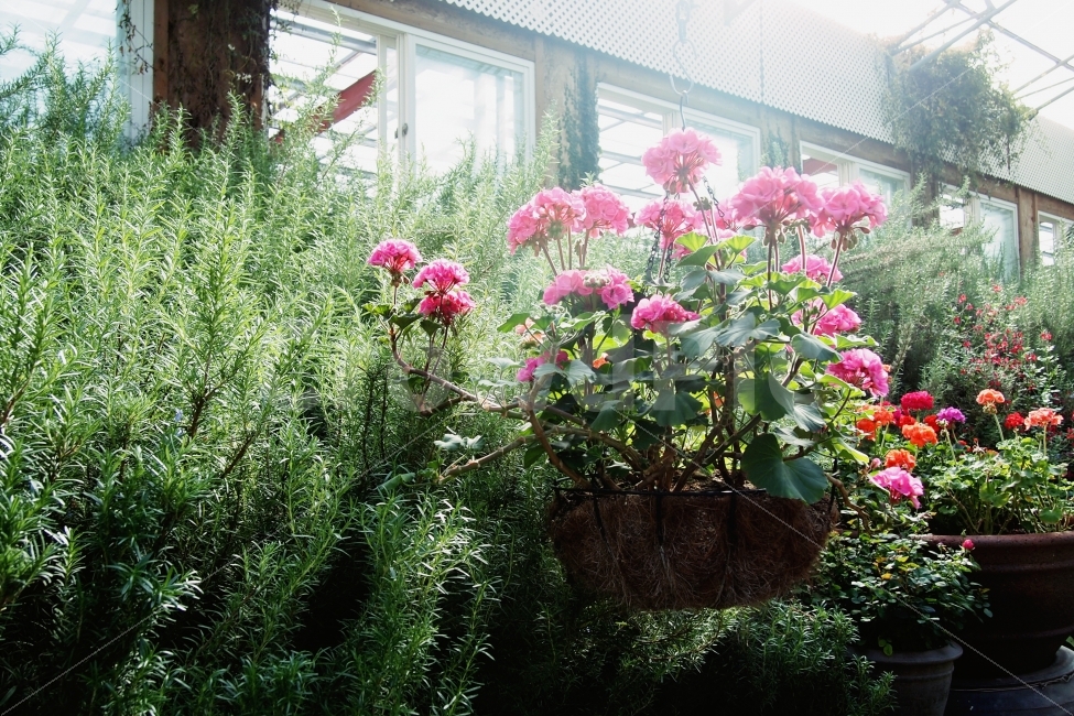 눈부심,로맨틱,설레임,꽃,나른함,스냅사진,효신,zaheun,식물,자연,plants,nature,꽃,flower