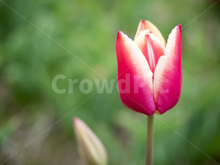 튤립,봄,꽃,생기,flower,spring,식물,자연,plants,nature,봄,계절,spring,season,꽃,flower,plant,blossom