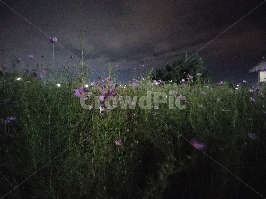 밤,코스모스,고요,속삭임,자연,식물,자연,plants,nature,꽃,flower