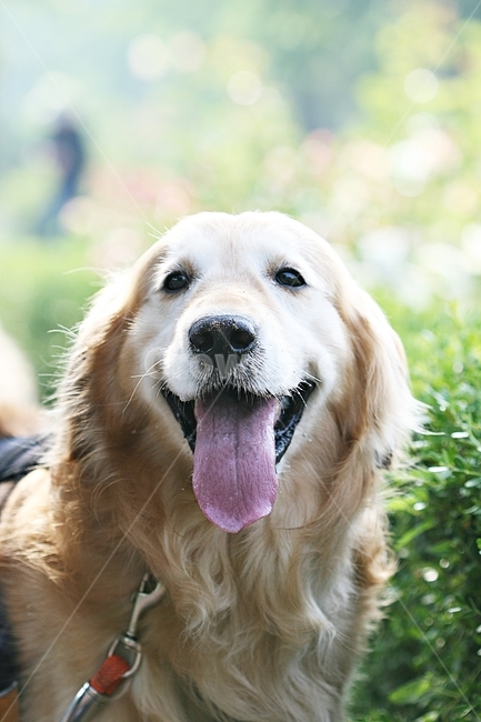 puppy,background,Incheon Grand Park,dog,pet dog