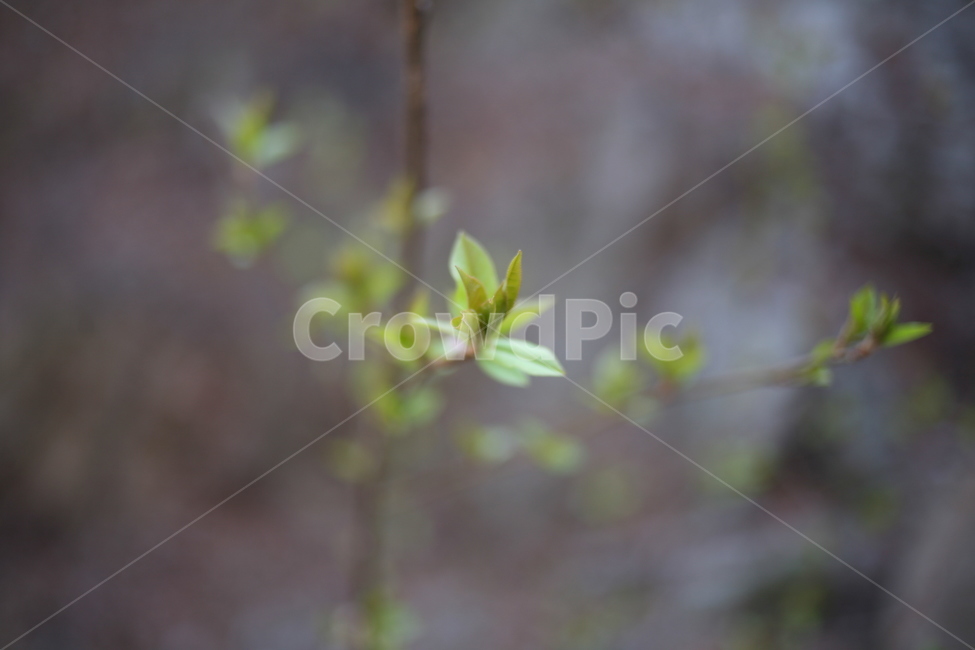 새싹,봄,산,북한산,식물,plant,싹