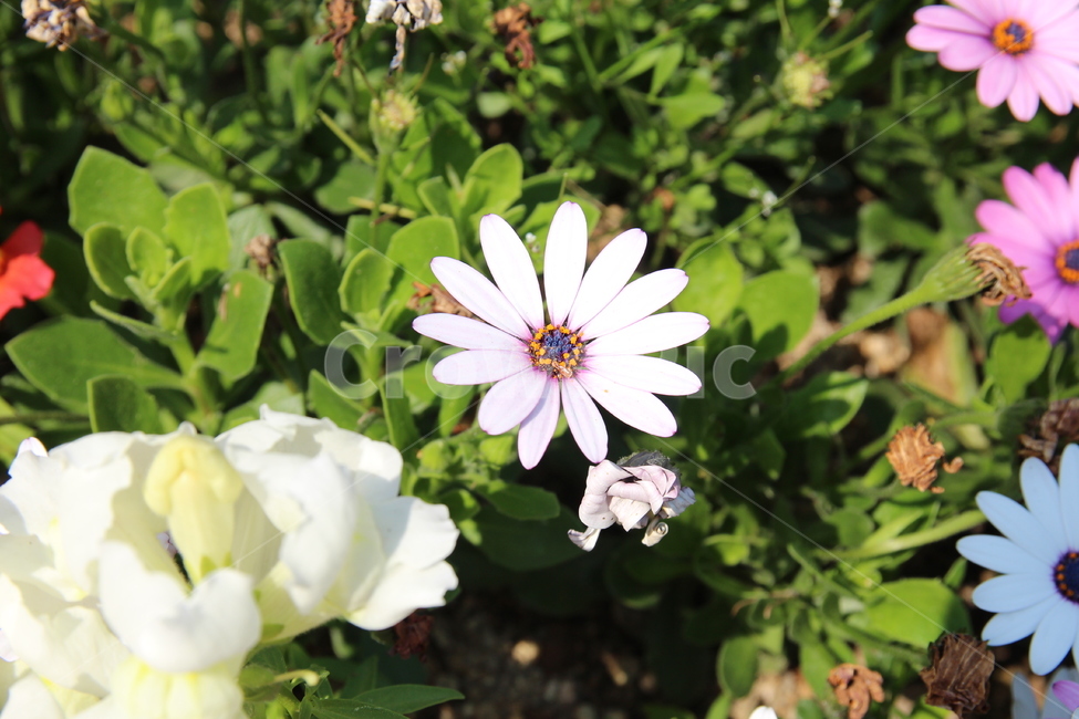 꽃,식물,생명력,flower,싱그러움