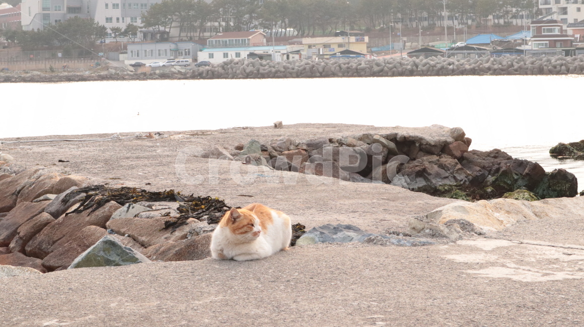 길고양이,straycat,포근함,여유로움,고양이,동물,kitty,동물,animal,포유류,mammal,고양이,cat,kitten,kitty