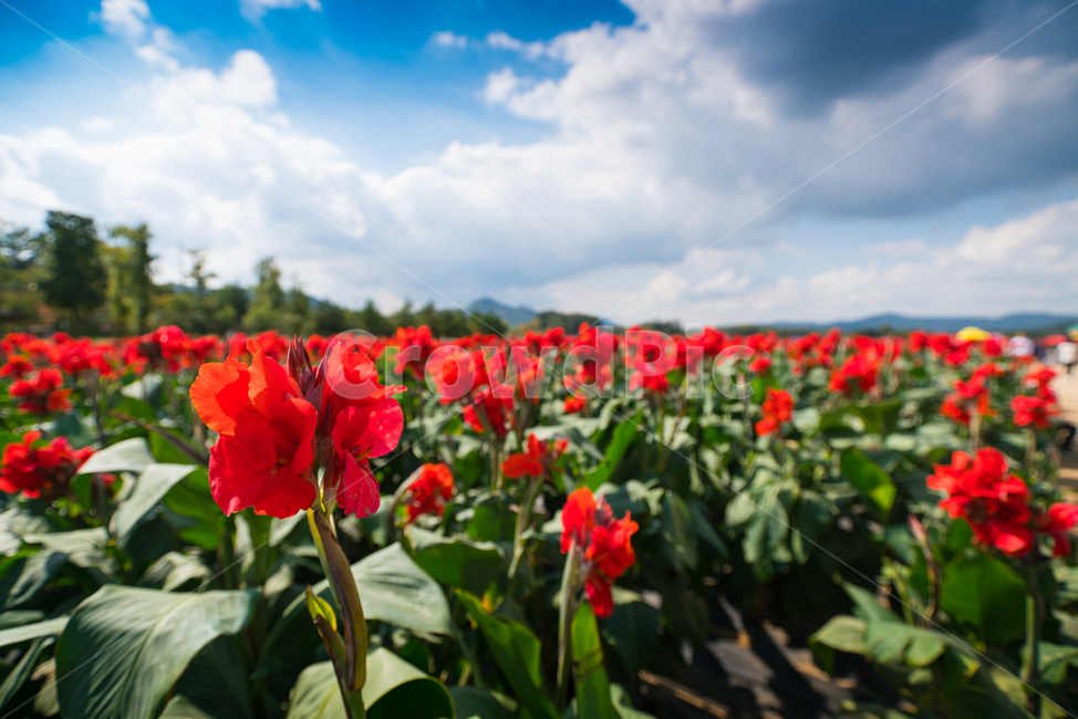자연,풍경,꽃,꽃밭,식물,flower,식물,자연,plants,nature,꽃,flower