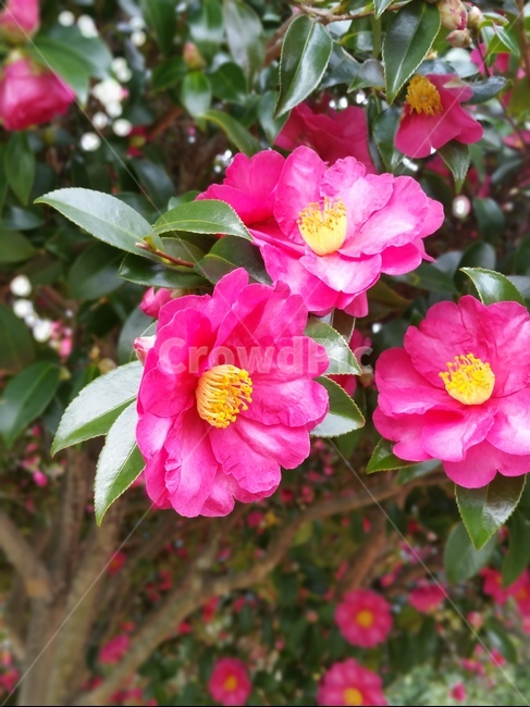 plant,화분,식물,동백꽂,제주동배꽃