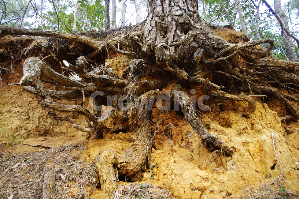 식물,나무,plant,tree,뿌리