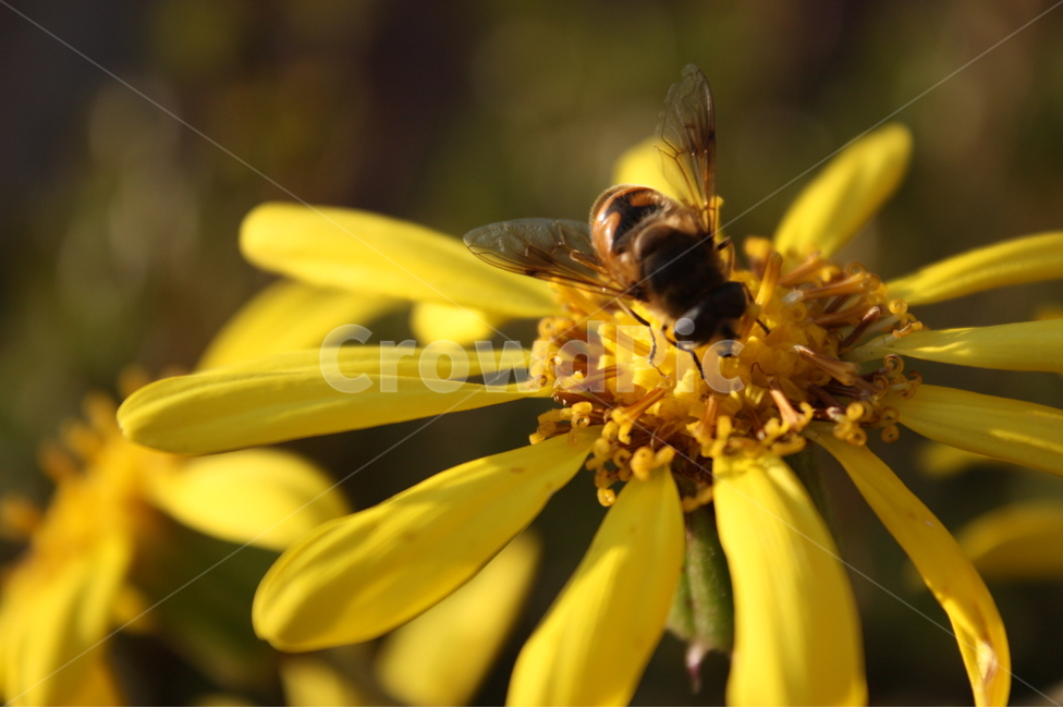 벌,꽃,자연,식물,풍경,꿀벌,식물,자연,plants,nature,꽃,flower,동물,animal,곤충,벌레,insect,bug