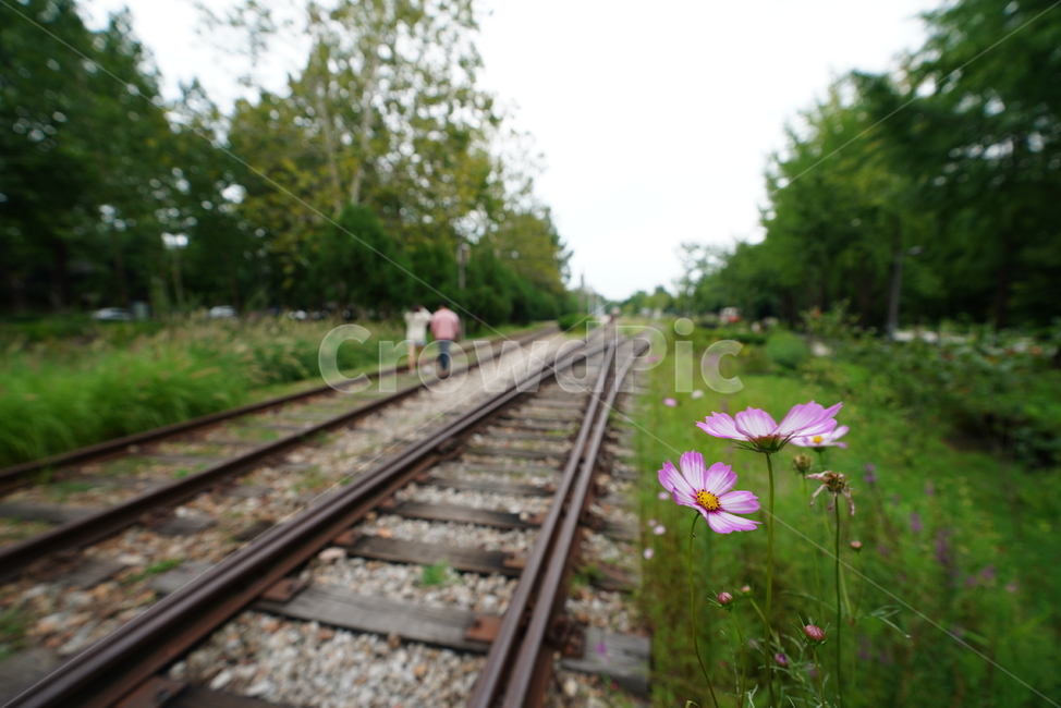 철도,레일,rail,기찻길,road,꽃,코스모스,길,교통,transportation