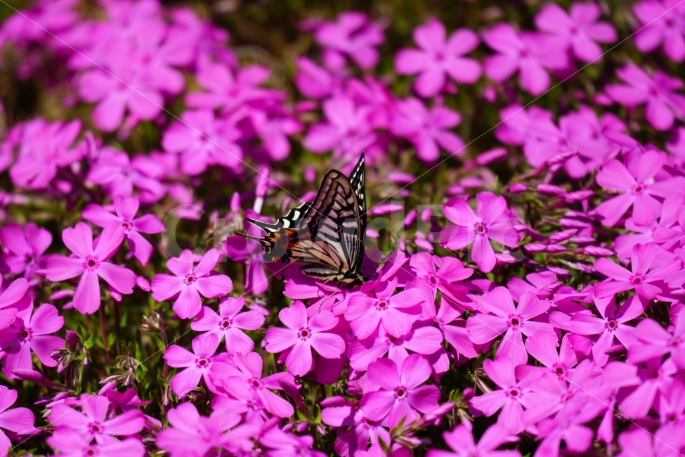 호랑나비,나비,곤충,벌레,동물,꽃,플라워,지면패랭이,자연,봄,spring,flower,nature,insect,butterfly,감성,감성사진,힐링,힐링사진,느낌,분위기,feel,feeling,순수한,순수하다,순수,밝은,밝다,화사한,화사하다,날개,날다,fly,flying,꽃사진,식물,자연,plants,nature,동물,animal,곤충,벌레,insect,bug,꽃,flower
