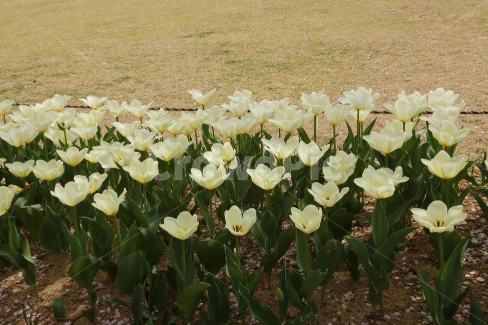 튤립,흰색,하얀색,white,봄,꽃밭,plant,식물,꽃,flower