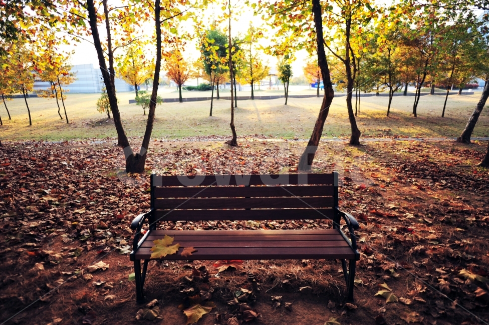 한국,가을,낙엽,의자,벤치,감성사진사진,가을,계절,fall,autumn,season,휴식,힐링,rest,relaxation,healing,furniture,가구,ground,바닥,tree,나무,plant,식물,bench