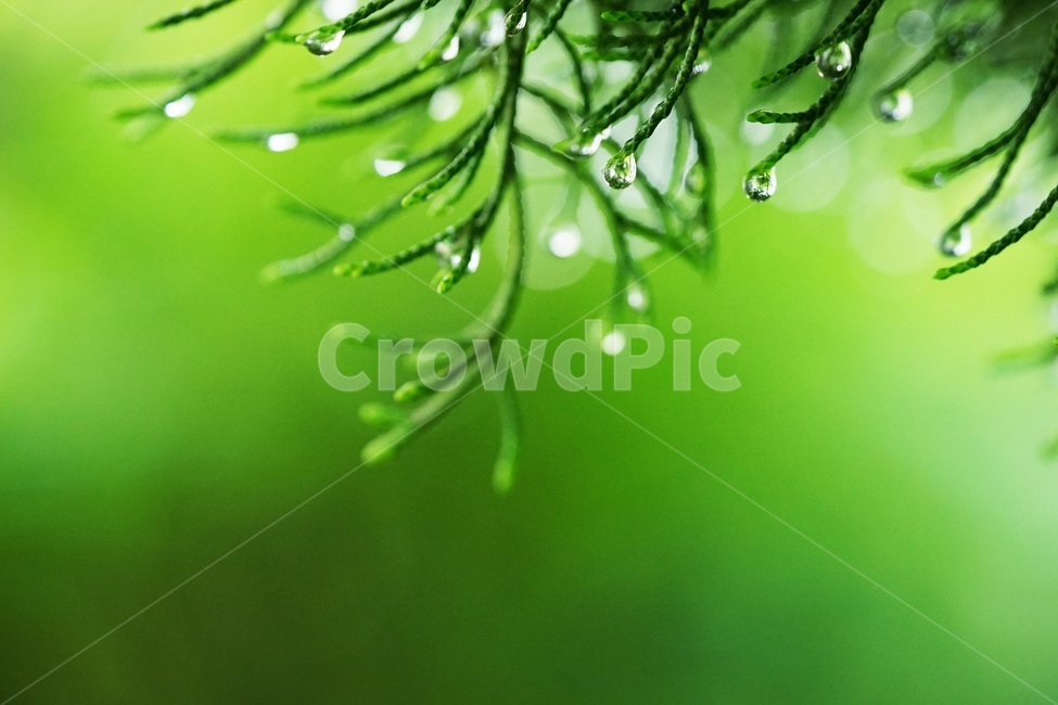 향나무,비,봄,유리구슬,옥구슬,연초록,투명,식물,자연,plants,nature,감성,sensible,feeling,비,비오는날,rain,rainy