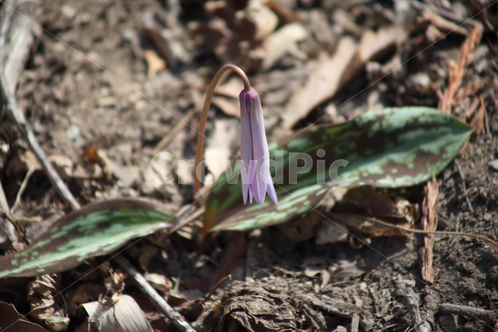 엘레지,엘리지,꽃,봄,erythroniumjaponicum
