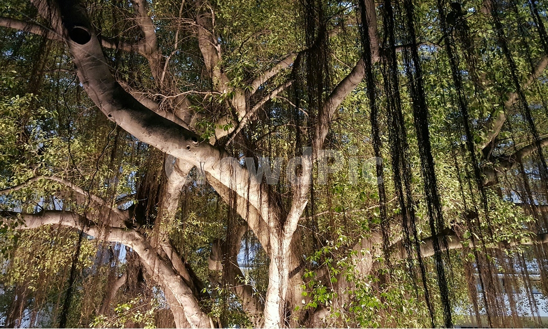나무,야경,빛,tree,자연,고목,풍경,lighting,식물,자연,plants,nature,나무,trees,wood