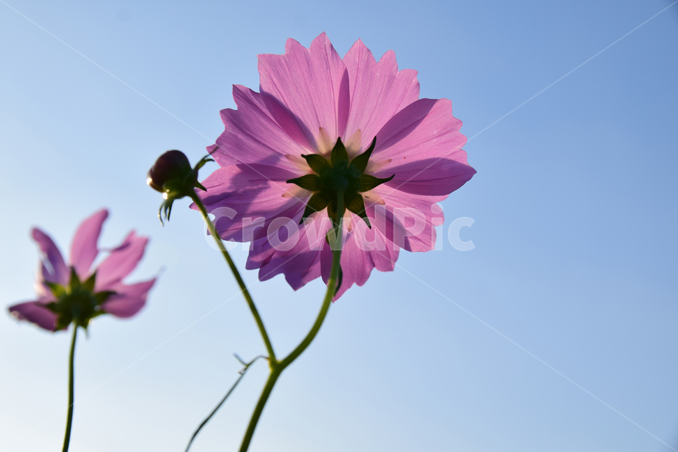 코스모스,코스모스꽃,꽃,가을,가을꽃,꽃받침,하늘,식물,국화과,꽃잎,cosmos,flower,fall,autumn,plant,blossom,flowercup,petal,식물,자연,plants,nature,꽃,flower