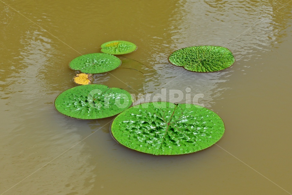 plant,식물,flower,blossom,꽃,leaf,잎,outdoors,옥외,nature,자연,수련,연잎,연못,물