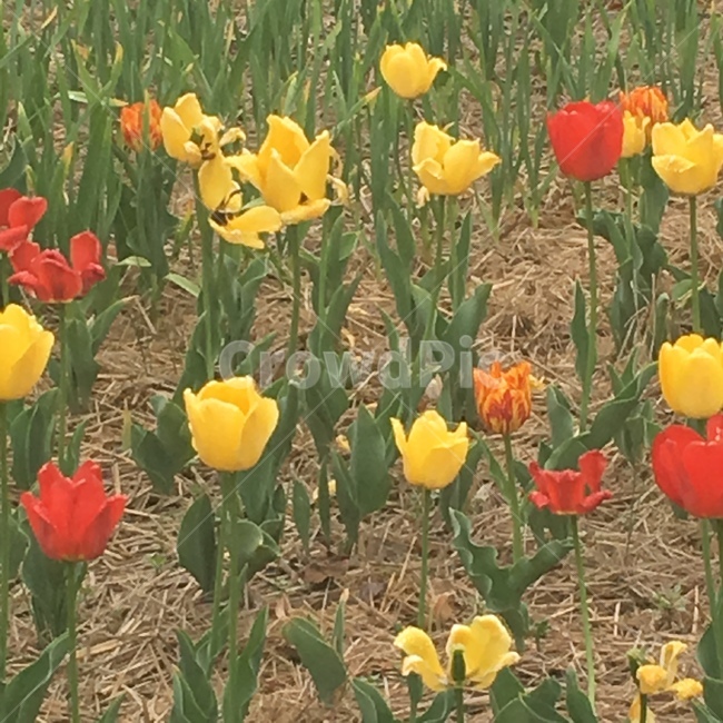 식물,blossom,꽃,flower,튤립