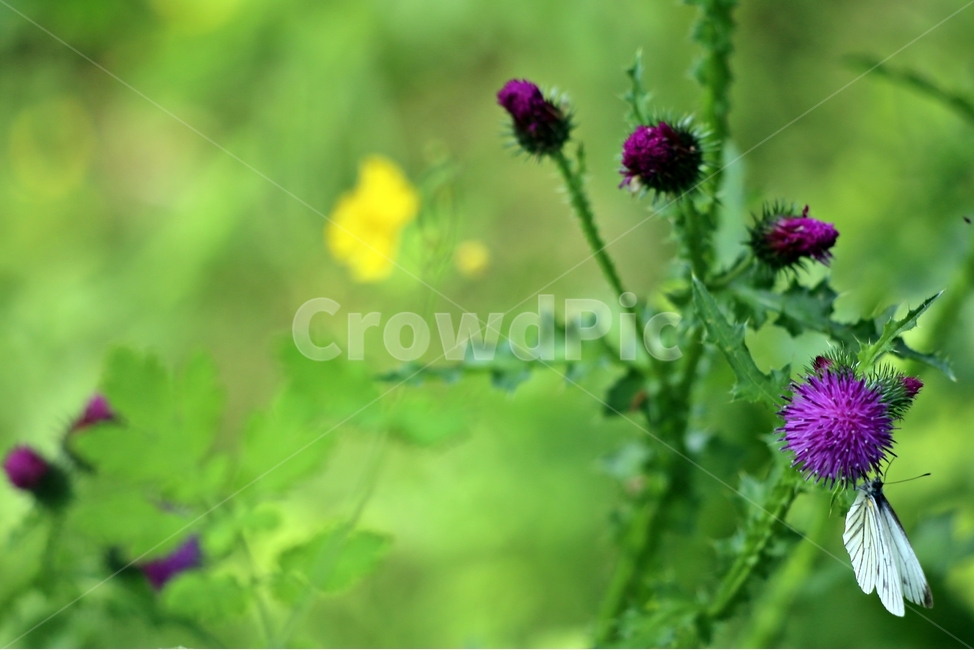 식물,엉겅퀴,보라,가시나물,나비,엄격,식물,자연,plants,nature,꽃,flower