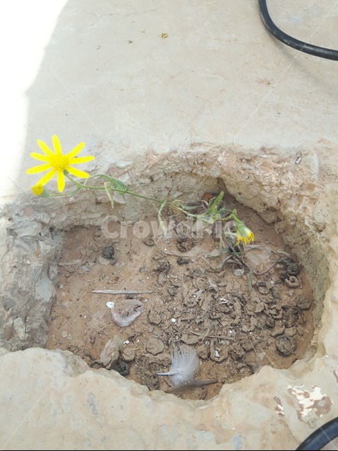 꽃,생명,신비함,기적,삶