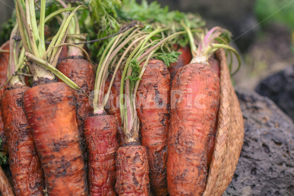 당근,식물,plant,제주당근,carot,채소,야채,vegetables