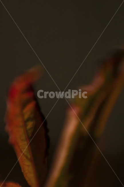나뭇잎,가을,겨울,빨강,마름,감성,색감,가을겨울,가을,계절,fall,autumn,season