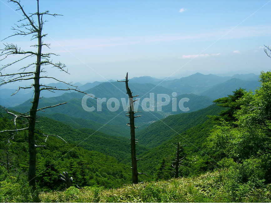 지리산,고사목,주능선과고사목,계곡과고사목,통천문고사목,자연,풍경,nature,landscape,한국자연풍경,한국자연경관,korea nature landscape,outdoors,옥외,mountain range,산맥,mountain,산