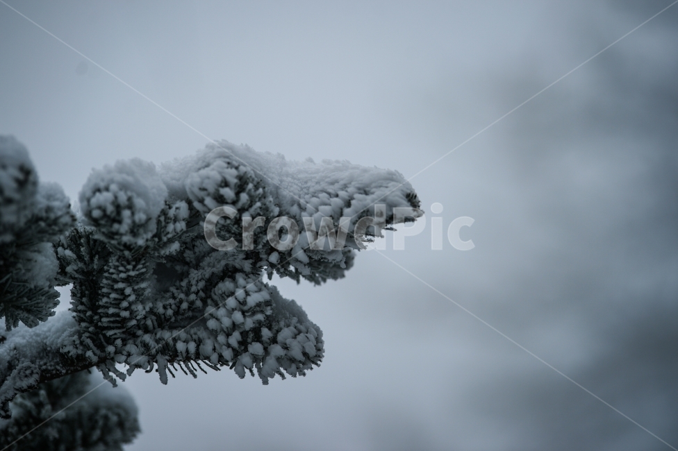 풍경,눈,눈꽃,자연,나무,겨울,겨울,계절,winter,season,식물,자연,plants,nature