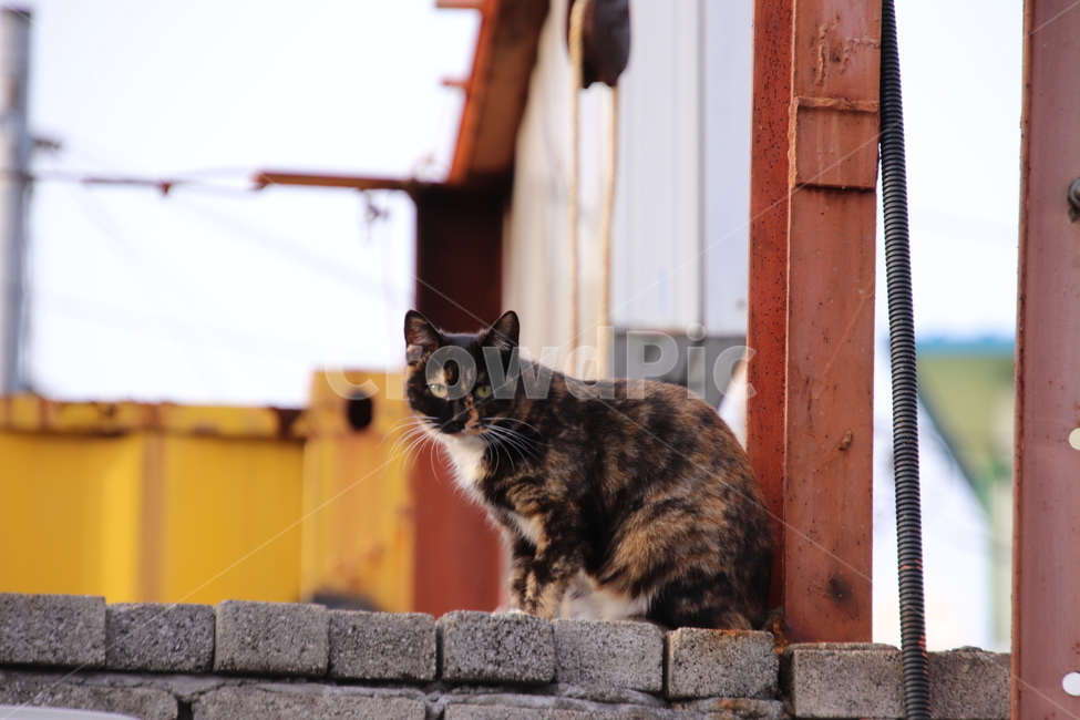 길고양이,고양이,귀여운고양이,길냥이,시골고양이,동물,animal,포유류,mammal,고양이,cat,kitten,kitty