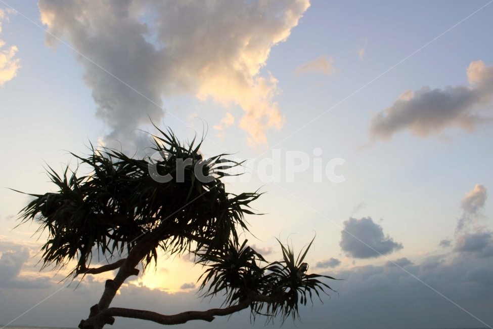 노을,하늘,구름,나무,자연,가지,잎,광경,선셋,sunset,sky,cloud,바다,물,야외,풍경,경관,선셋비치,오키나와,식물,자연,plants,nature,나무,trees,wood