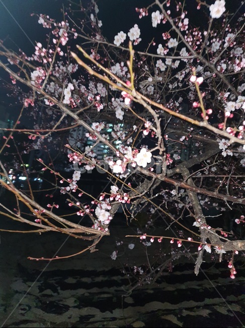 plant,식물,blossom,꽃,flower