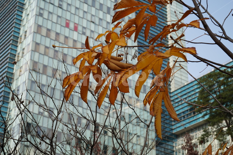 단풍,나무,나뭇잎,빌딩,단풍나무,가을,계절,fall,autumn,season,식물,자연,plants,nature,leaf,잎,plant