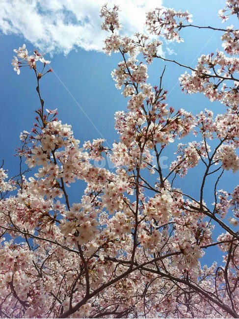 벚꽃,벚나무,벚잎,꽃잎,벚나무가지,나무가지,봄,식물,자연,plants,nature,꽃,flower