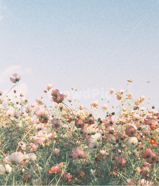꽃,봄,코스모스,꽃밭,하늘,감성,사랑,설렘,자연,풍경,flower,spring,가을,계절,fall,autumn,season,식물,자연,plants,nature,꽃,flower