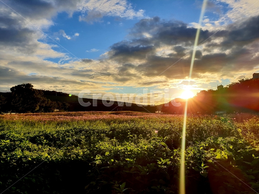 일몰,구름,안양,농수산물시장,해바라기,자연,풍경,nature,landscape,light,빛,flare,플레어