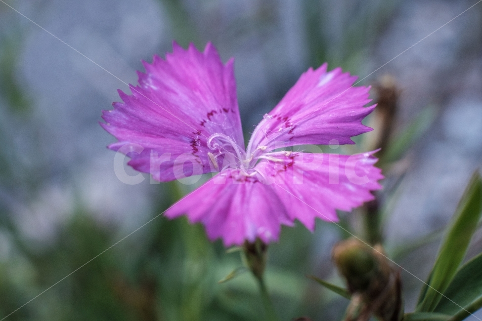 접사,들꽃,fujifilm,야생화,flower,식물,자연,plants,nature,꽃,flower