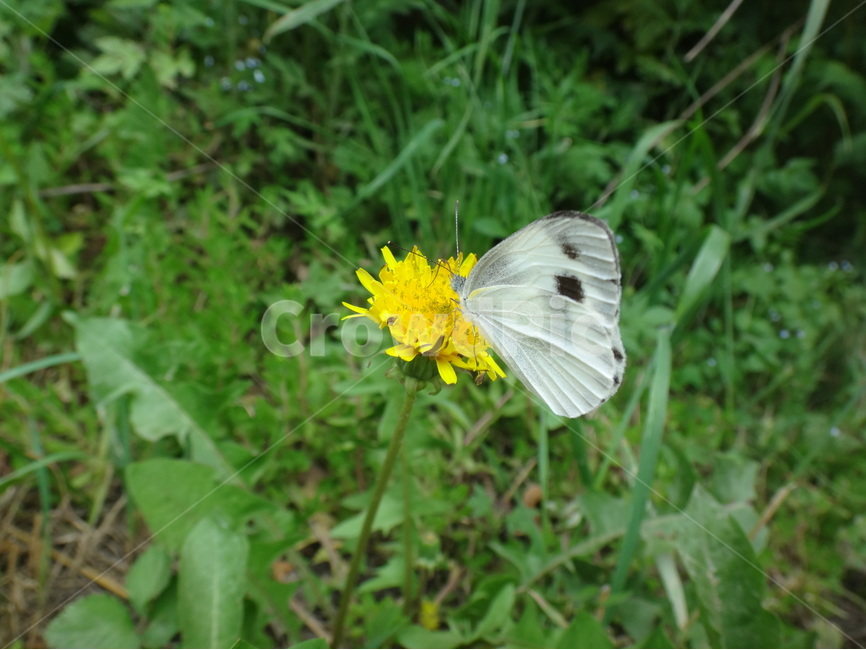 풀잎,민들레,나비,자연,초록,식물,자연,plants,nature,꽃,flower,동물,animal,곤충,벌레,insect,bug