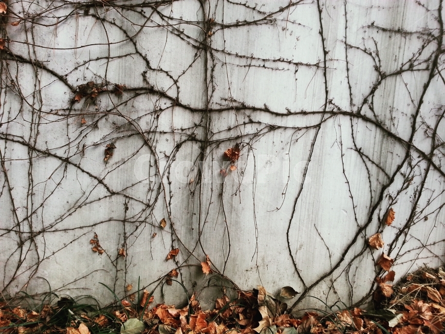가을,자연,낙엽,담쟁이,식물,단풍,생명,풍경,가을,계절,fall,autumn,season,식물,자연,plants,nature