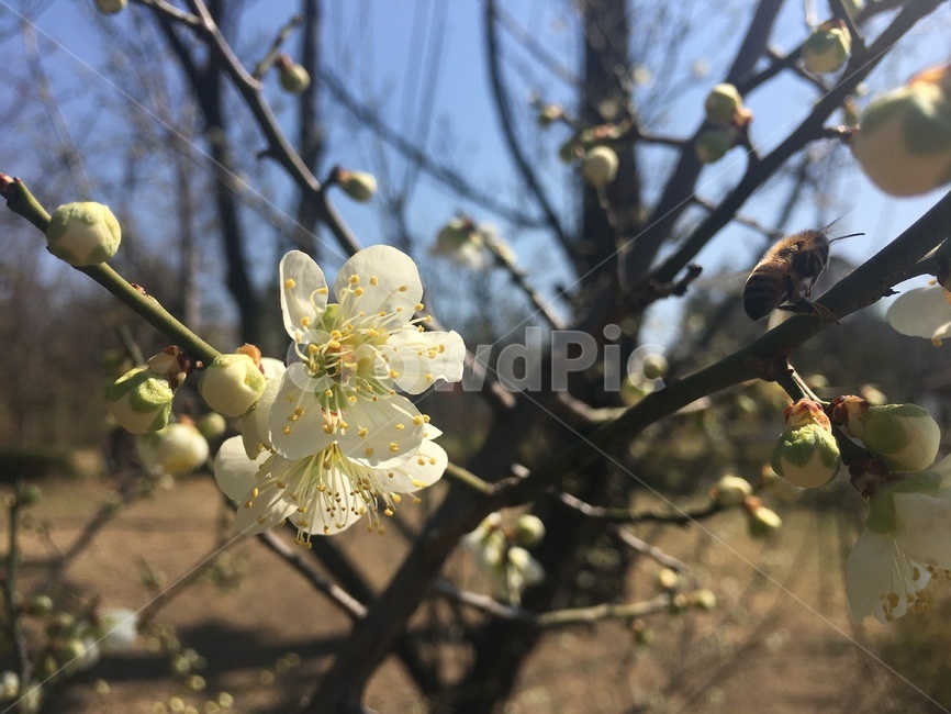 plant,식물,매화,꽃,나무,꽃봉오리