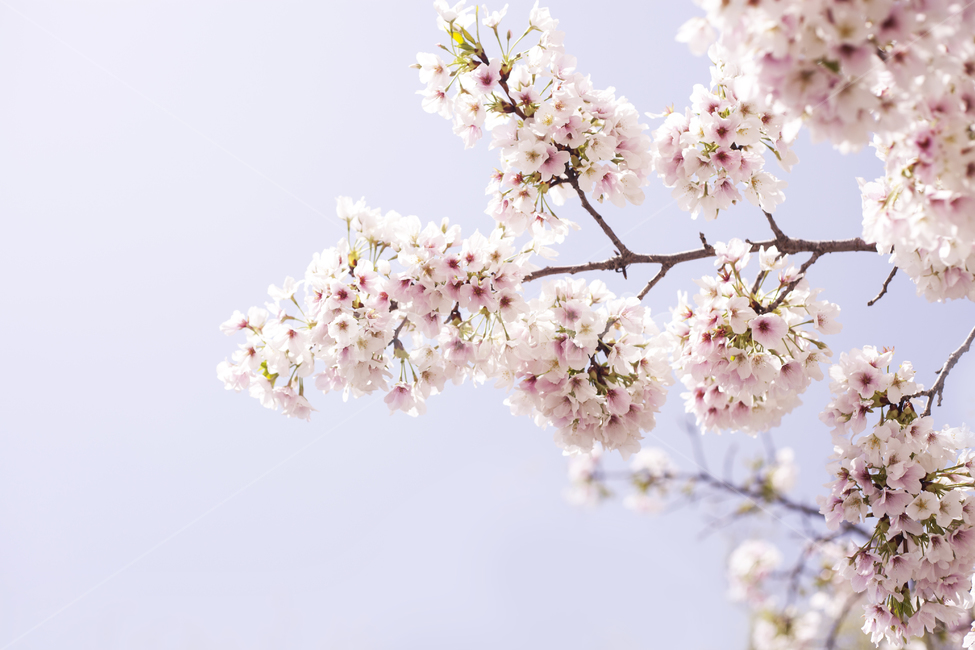 꽃,벚꽃,봄,봄꽃,나무,벚꽃나무,꽃놀이,벚꽃축제,핑크,분홍,계절,꽃봉오리,나뭇가지,벚꽃가지,식물,자연,하늘,감성,봄,계절,spring,season,식물,자연,plants,nature,꽃,flower,감성,sensible,feeling,plant