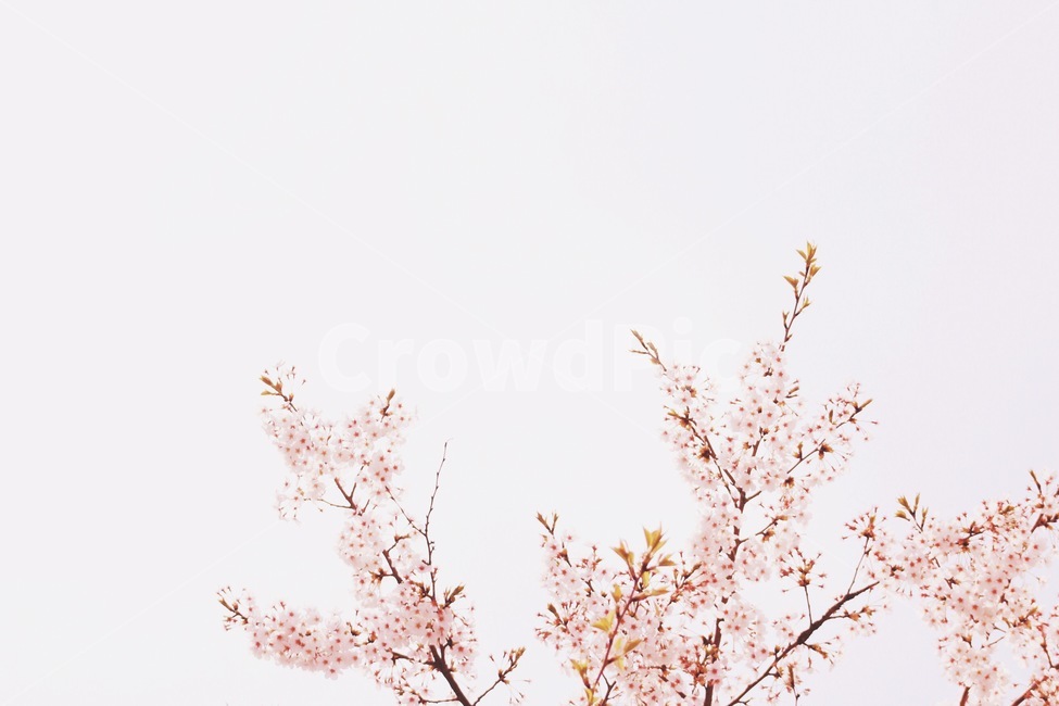벚꽃,봄,벚꽃축제,벚꽃나무,꽃,봄,계절,spring,season,식물,자연,plants,nature,꽃,flower,plant,blossom