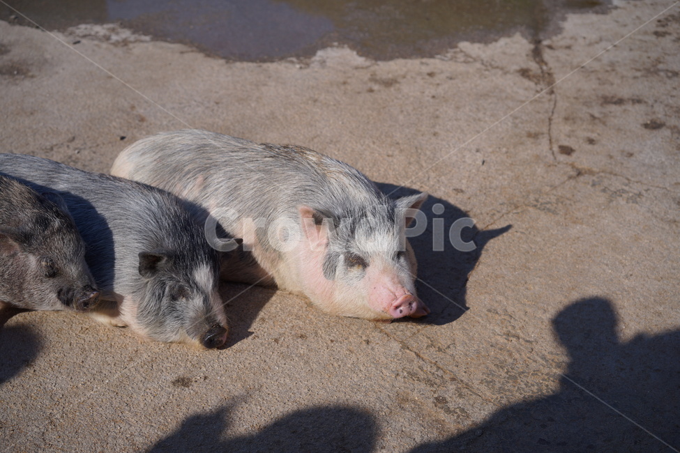 돼지,pig,동물,포유류,가축,동물,animal,포유류,mammal