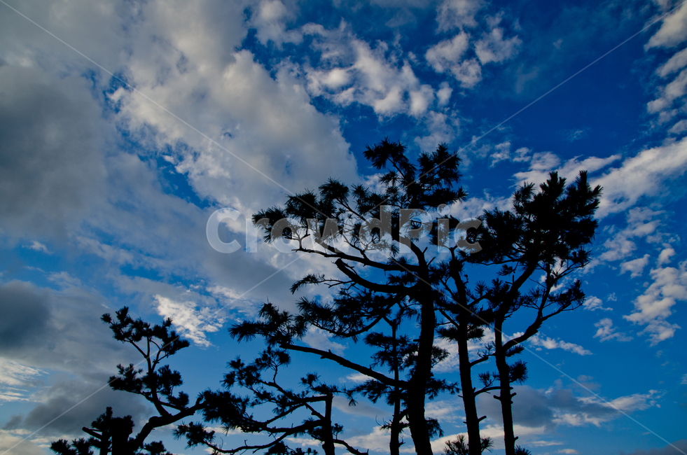 파란,하늘,소나무,풍경,시원함,구름,실루엣,배경화면,바탕,나무,화면,blue,cool,pinetree,tree,sky,cloude,silhouette