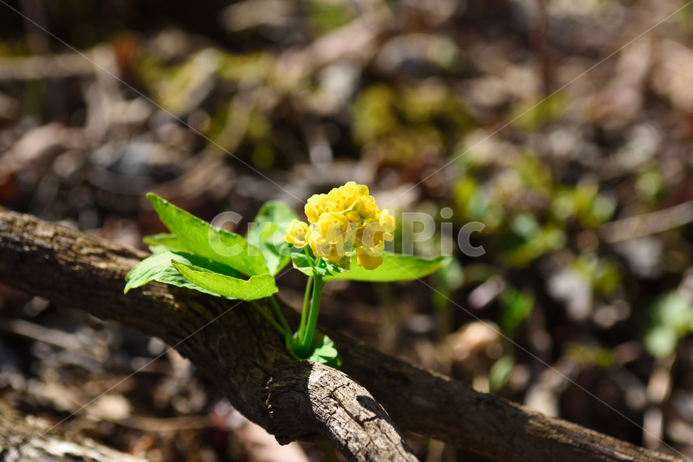 꽃,야생화,식물,자연,숲,초록,봄,forest,flower