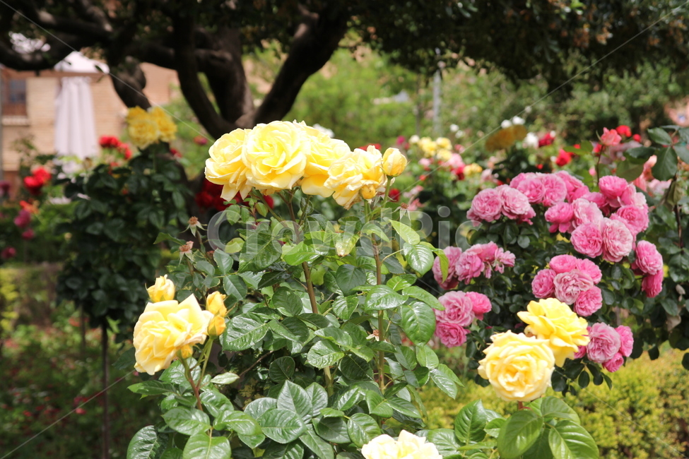 꽃,장미,노란장미,꽃밭,flower,자연,정원,식물,자연,plants,nature,꽃,flower