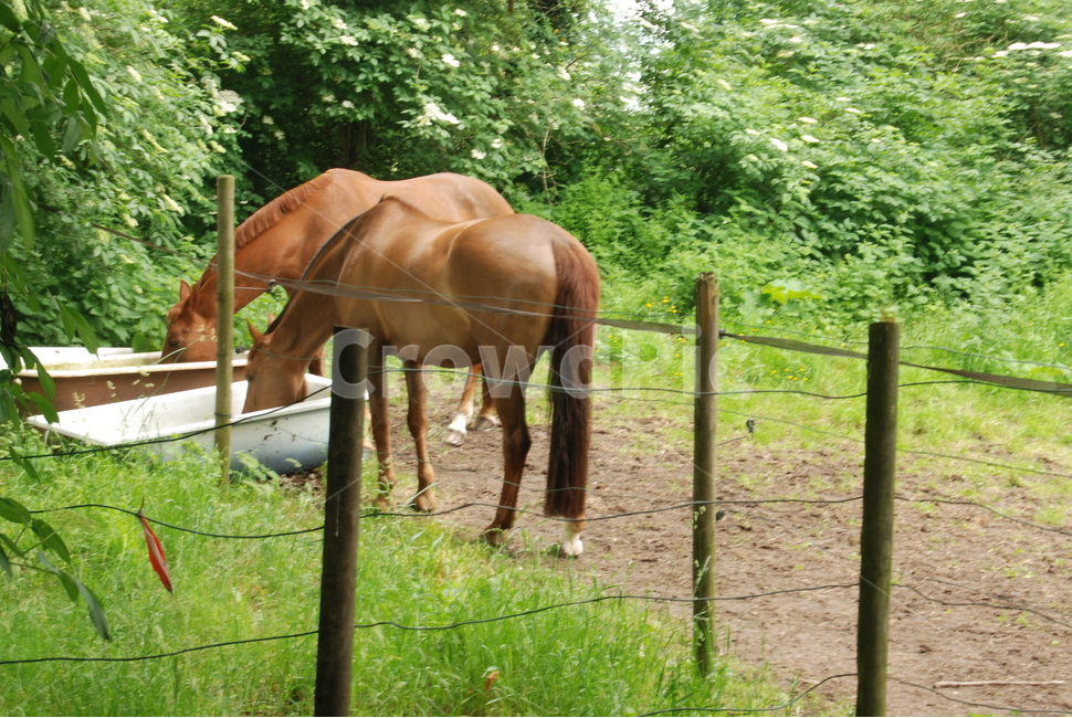 동물,말,포유류,조랑말,horse,동물,animal,포유류,mammal