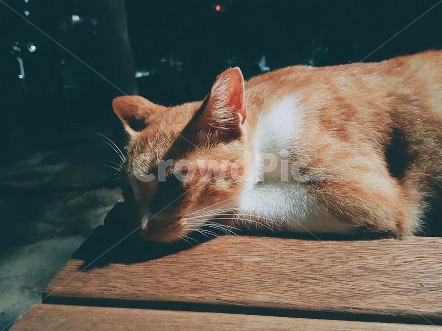 고양이,길고양이,코리안숏헤어,치즈태비,냐옹이,동물,포유류,중성화,휴식,밤,고단함,cat,starycat,feralcat,koreanshorthair,cheesetabby,kitty,animal,mammal,rest,night,tired