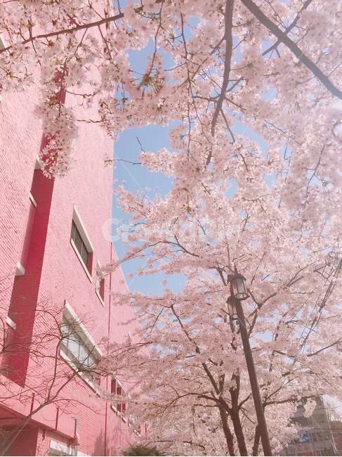 cherryblossom,벚꽃,꽃,flower,pink,분홍,분홍색