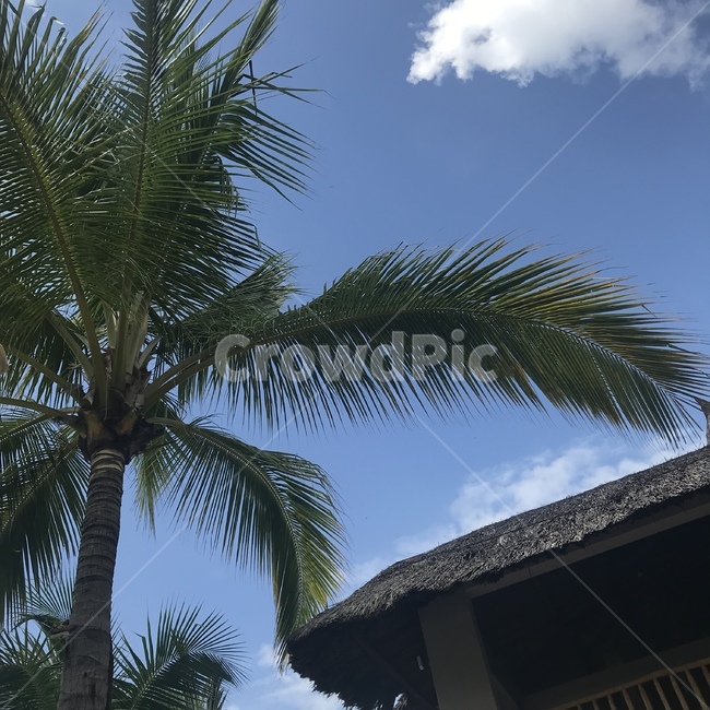 야자수나무,야자수,여름,palmtree,arecaceae,summer