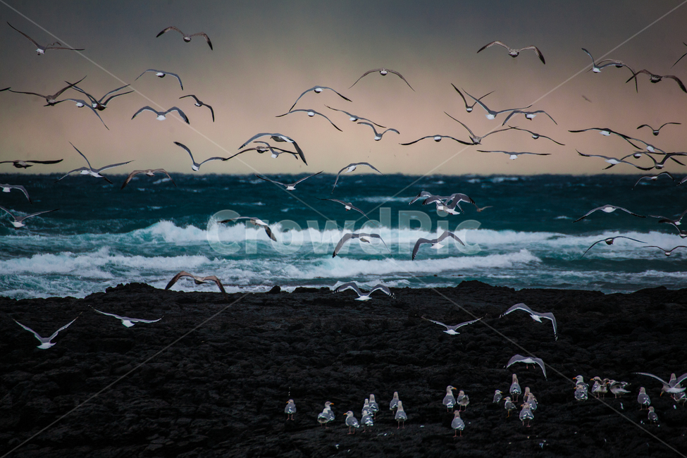 제주,바다,갈매기,파도,노을,동물,animal,조류,새,birds