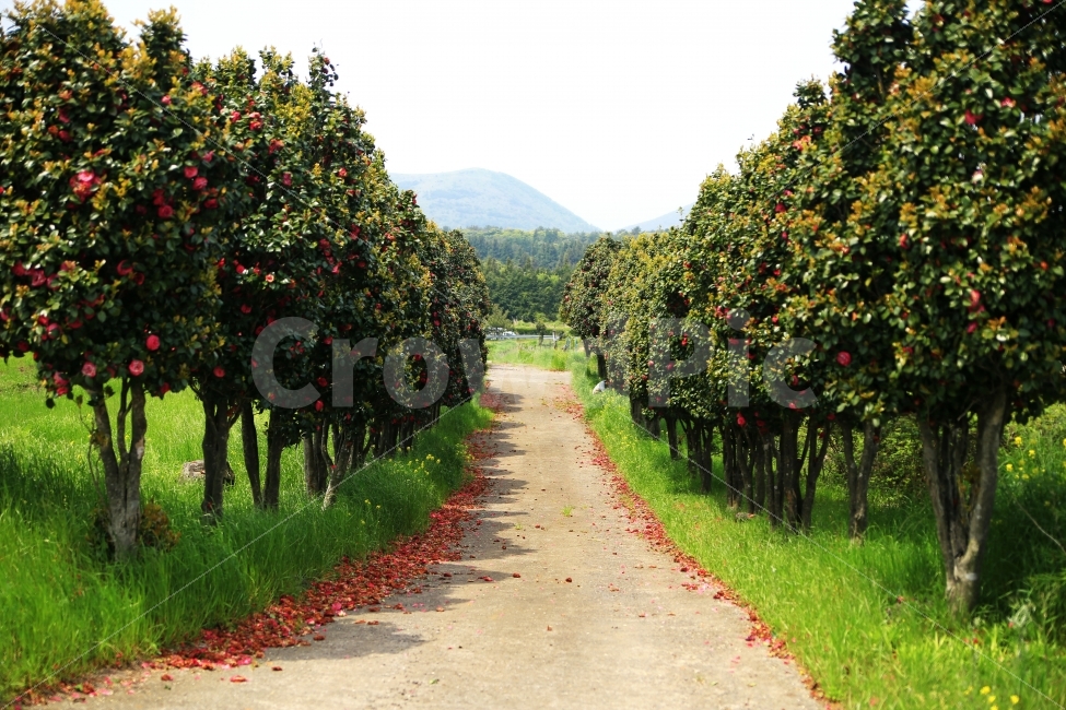 제주풍경,꽃,나무,동백꽃,하늘,꽃길,동백나무,동백꽃길,제주여행,red,green,landscape,풍경사진,풍경,동백나무길,평화로,웨딩촬영장소,자연,풍경,nature,landscape,제주도,jeju,jeju island,plant,식물,food,식품,fruit,과일,음식